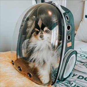 May include: A small dog with black, white, and tan fur inside a clear pet carrier backpack. The backpack is teal with a brown base and has multiple ventilation holes. The dog is looking directly at the camera.