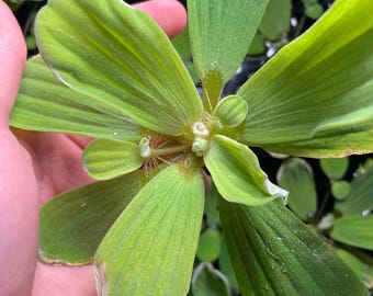 NO (TX, FL) Dwarf Water Lettuce Large -(1pc) Live Aquarium Floating Plants, Floating Plant, Aquarium Plants Aquatic, Floating, Pond Plant