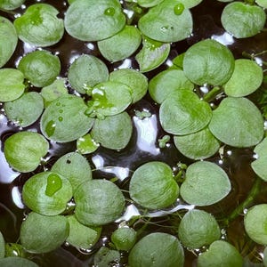 Amazon frogbit, Limnobium laevigatum, Live Aquarium/Aquatic/Floating/Pond Plant Buy 2 Get 1 Free Floating Aquarium Plant, Easy Floating