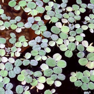 Sale! Water Spangles, Salvinia minima, Live Aquarium/Aquatic/Floating/Pond Plant Buy 2 Get 1 Free Aquarium Decor