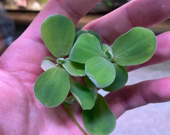 Buy 2 Get 1 Free Dwarf Water Lettuce-  No (TX, FL, LA)Live Aquarium Floating Plants, Easy Aquarium Plants Aquatic, Floating, Pond Plant