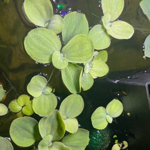 May include: Close-up of floating aquatic plants with rounded, light green leaves. The plants are clustered together, partially submerged in water. The water's surface reflects ambient light, creating a dynamic visual texture. The image suggests a natural, aquatic environment.