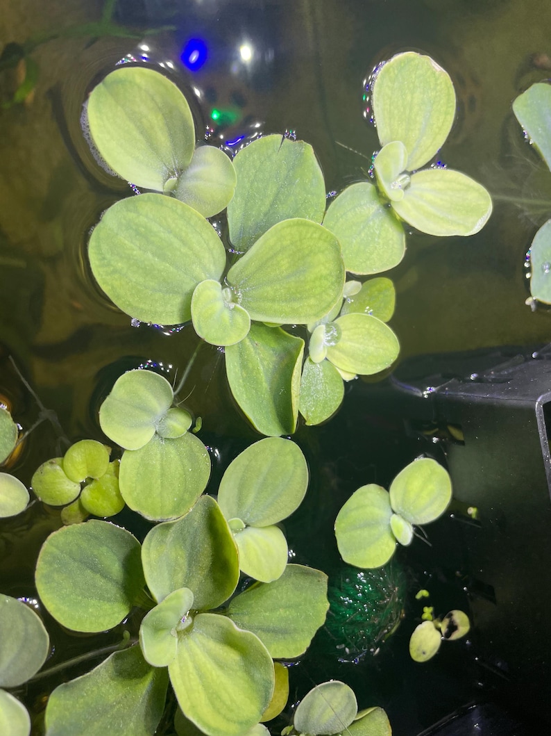 May include: Close-up of floating aquatic plants with rounded, light green leaves. The plants are clustered together, partially submerged in water. The water's surface reflects ambient light, creating a dynamic visual texture. The image suggests a natural, aquatic environment.