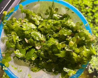 Duckweed- Micro & Large two types, varied size mix, fast-growing, Aquarium Plants floating plants, Perfect Snack for Goldfish