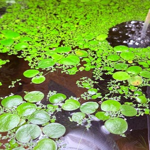 May include: A close-up view of a water surface covered in vibrant green aquatic plants. The image showcases a variety of plant life, including small, round floating leaves and dense, carpet-like vegetation. The water's surface reflects the plants and surrounding environment.