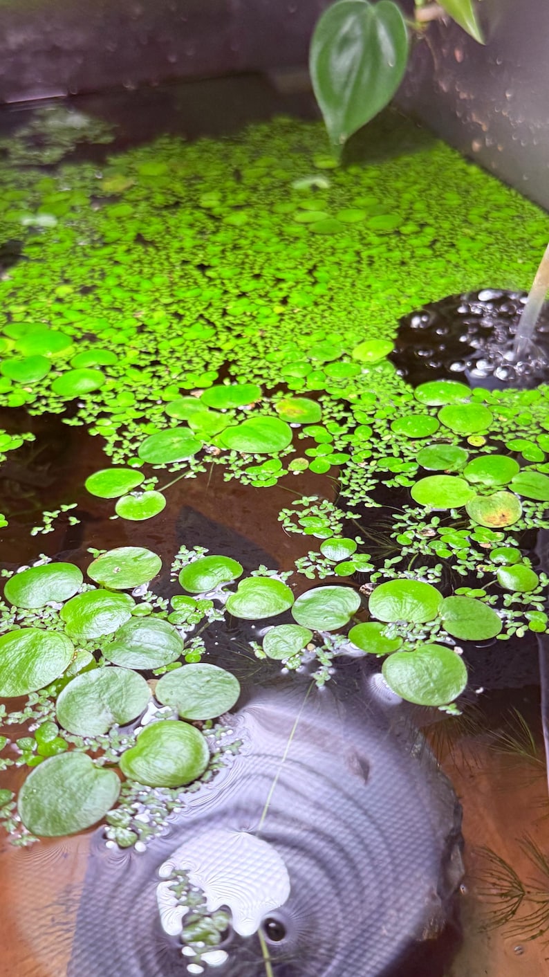 May include: A close-up view of a water surface covered in vibrant green aquatic plants. The image showcases a variety of plant life, including small, round floating leaves and dense, carpet-like vegetation. The water's surface reflects the plants and surrounding environment.