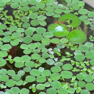 May include: A close-up shot of aquatic plants floating on the water's surface. The image features numerous small, round, green leaves with textured surfaces, creating a dense, vibrant pattern. Larger, smooth, green leaves are also present.