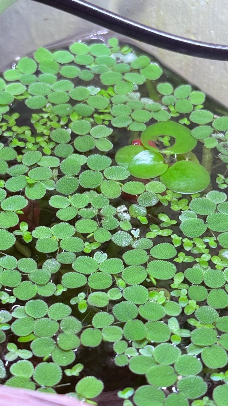 May include: A close-up shot of aquatic plants floating on the water's surface. The image features numerous small, round, green leaves with textured surfaces, creating a dense, vibrant pattern. Larger, smooth, green leaves are also present.