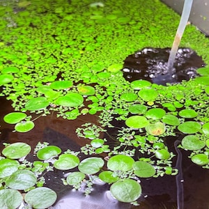 May include: A close-up shot of a water feature filled with green aquatic plants. The water's surface is covered with small, round, and oval-shaped green leaves. A stream of water enters the water from a clear tube, creating bubbles.