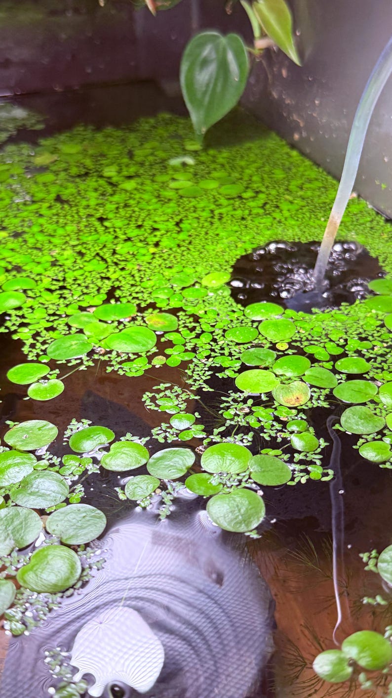 May include: A close-up shot of a water feature filled with green aquatic plants. The water's surface is covered with small, round, and oval-shaped green leaves. A stream of water enters the water from a clear tube, creating bubbles.