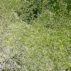 May include: A close-up of a pond surface covered in a dense layer of green duckweed.
