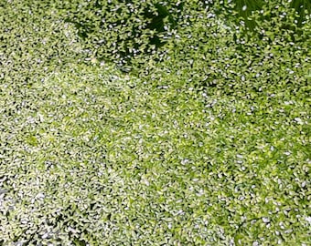 BUY 2 GET 1 FREE* 100+ Duckweed Live Floating Aquarium Plants Lemna Minor Duckweed Frog Bit Azolla Water Lettuce, Perfect Snack for Goldfish