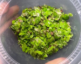 Bag of Duckweed 8oz Portion, Easy Floater Plant, Plants, Floating Aquatic Plant, Goldfish Food, Snack for Goldfish, Koi, Pond Plant