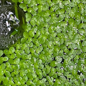 Duckweed - Etsy