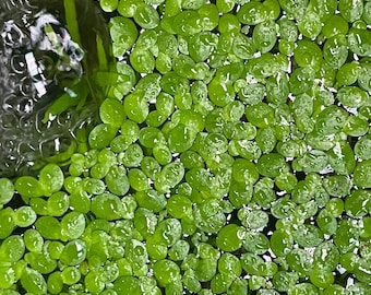 50+ Giant Duckweed (Spirodela polyrhiza) Aquarium Plants, Live Floating Plants for Aquarium or Pond Buy 2 GET 1 Free