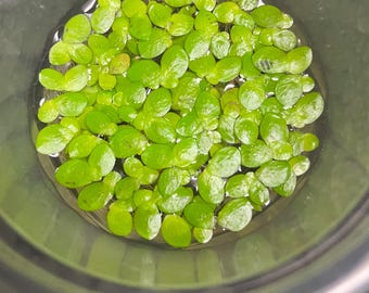 Buy 2 Get 1 Free 100+ Pieces Of Giant Duckweed, Aquarium Plants, Live Floating Plants,Snack for Goldfish/Koi Easy Floating plants NO (TX)