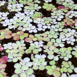 May include: Close-up of aquatic plants floating on the water's surface. The plants have small, round, light green leaves with some showing reddish-purple hues. The water is dark, creating a contrast with the bright green and red of the plants.