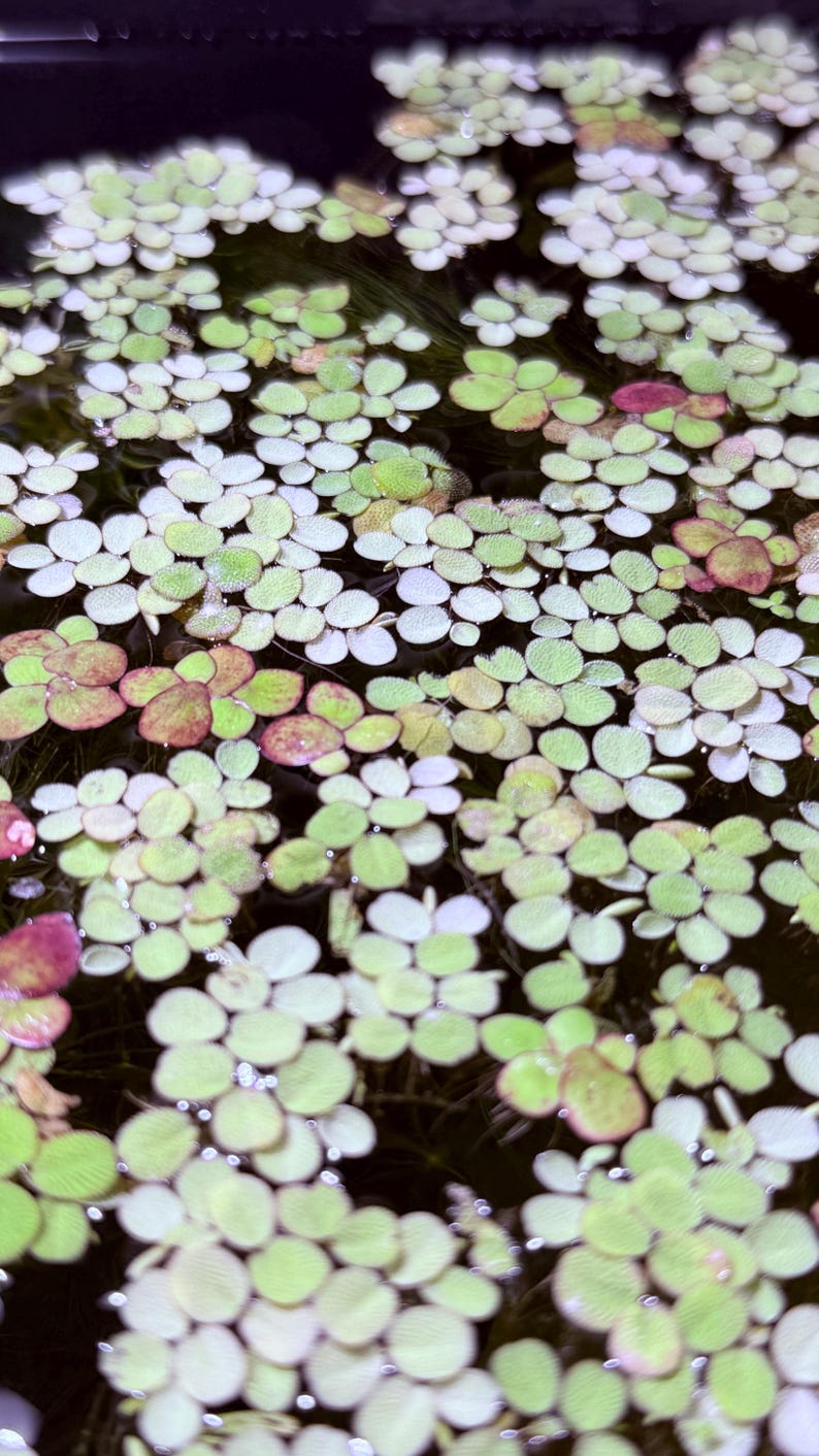 May include: Close-up of aquatic plants floating on the water's surface. The plants have small, round, light green leaves with some showing reddish-purple hues. The water is dark, creating a contrast with the bright green and red of the plants.