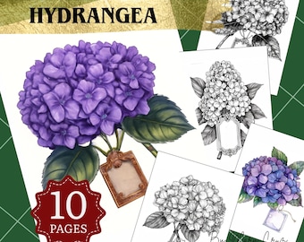 Desenhos de hortênsias para colorir: Arte floral de alto contraste (download em PDF e JPG, 8,5x11)