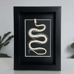 Real Snake Skeleton, Gothic Art, Framed Art, Skeleton Frame, Wall Decor, Gift Idea