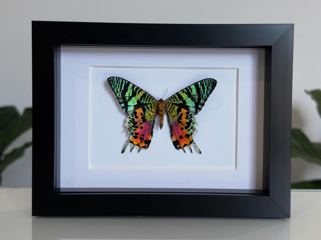 Madagascan Sunset Moth in Box Frame Chrysiridia rhipheus