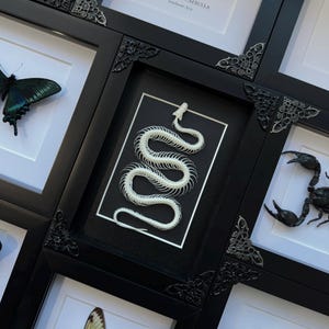 Genuine Snake Skeleton - Beautifully Handcrafted Framed Snake Skeleton for Gothic Home Decor Gift