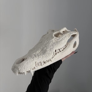Genuine Crocodile Skull Decor, Real Animal Skull, Gothic Wall Art, Natural Bone, Unique Curiosity Cabinet, Dark Interior, Collector Gift