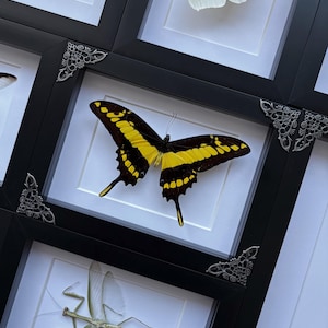 King Swallowtail Butterfly, Yellow Swallowtail Butterfly, Oddities and Curiosities, Genuine Butterfly wall art