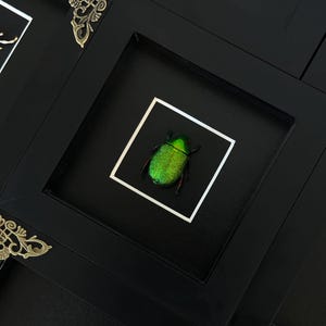 Framed Shining Leaf Chafer (Chrysophora Beetl) Framed Beetle, Black Frame, White Frame, Vibrant Bug, Unique Gift, Wall Art, Wall Decor