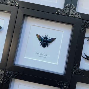 black carpenter bee