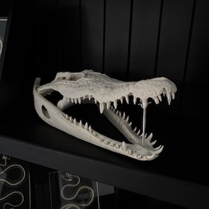 Genuine Crocodile Skull Decor - Gothic Home Wall Art, Rare Natural Bone, Dark Interior Accent, Unique Collector Gift
