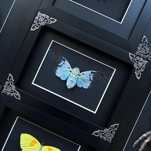 Real framed Ghost Cicada (Ayutha Spectabilis) House Decor, gothic, Insect Art, Framed Specimen, Framed Butterfly, exotic art, uncommon