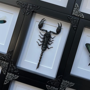 Genuine Black Scorpion Heterometrus spinifer Wall Mount Display | 5x7 Inch Frame with Glass Window and Stand