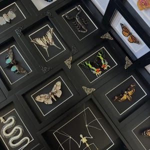Insect Wall Decor - Genuine Insect Specimen, Real Lucky Dip Framed Butterfly & Mini Beast Collectible, Unique Gift for Nature Lovers
