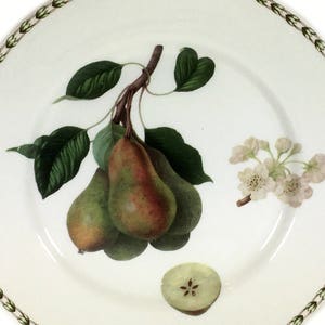Vintage Dinner Plate, Hookers Fruit Pears by Queens China, Royal Horticultural Society image 1