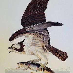 The Fish Hawk or Osprey from John James Audubon Birds of America 1827 Fine Art Print