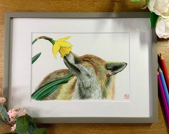 Fox and Daffodil Wall Art Colour Pencil Giclee Print Wildlife Animal Picture Home Decor Gift A4/A5 Mounted/Unmounted