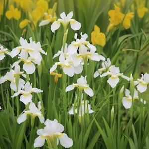 Grow Stunning Irises - Easy-to-Grow Seeds for Vibrant Garden Flowers