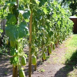 Bitter Melon Seeds – Non-GMO, Heirloom, High Yield, Perfect for Home Gardening Containers, Rich in Nutrients for Healthy Living