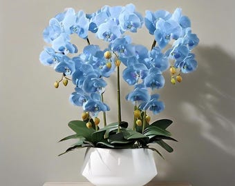 MIX Phalaenopsis Orchid Seeds for Balcony Potted Plants, Easy to Grow All Year Round - Heirloom Flower - Attracts Hummingbirds