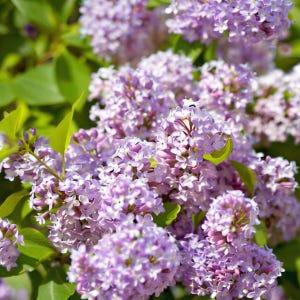 Grow Your Own Lilac Bush - Rare Lilac Seeds for Stunning Spring Flowers