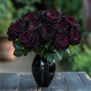 Black Baccara Rose Seeds for Planting – Deep Velvety Hybrid Rose, Dark Red to Black Blooms, Romantic Garden Rose Bush Seeds, Non-GMO