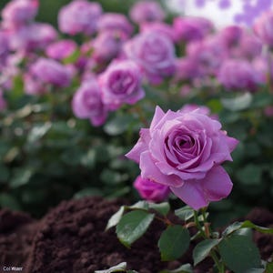 Rose Schönheit Rosa kühler Wasser Rose Samen seltene Lavendel rosa Blüten elegante duftende Blumensamen für Gartentopf Balkon Geschenk für Rosenliebhaber