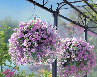MIX Dwarf Petunia seeds trailing petunia seeds potted plant for garden indoor balcony climbing vine plant morning glory seeds