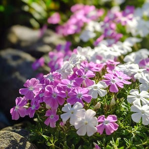 Moss Phlox Seeds – 100/200/500 Seeds | Vibrant Groundcover Blooms | Easy Grow Perennial Flowers | Colorful Spring Garden Carpet