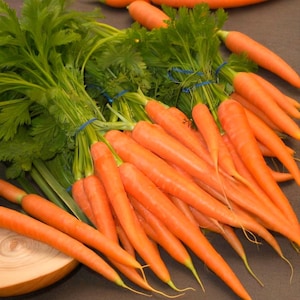 Organic Heirloom Carrot Seeds – Non-GMO, Sweet, Crunchy, Easy to Grow – Perfect for Home Gardens – High Germination Rate