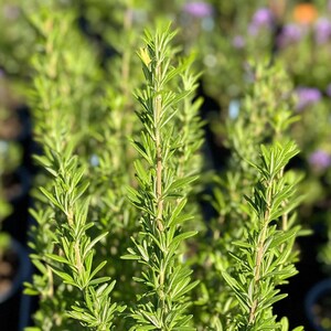 Rosemary Seeds for Planting – Heirloom, Non-GMO, Aromatic Herb, Perennial, Indoor Outdoor Garden