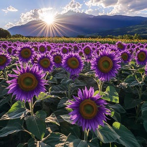 Rare Purple Sunflower Seeds Unique Garden Flower Stunning Blooms Easy to Grow for Pots Borders Pollinator Friendly