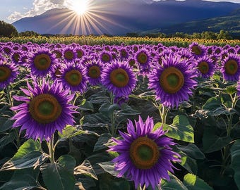 Rare Purple Sunflower Seeds Unique Garden Flower Stunning Blooms Easy to Grow for Pots Borders Pollinator Friendly