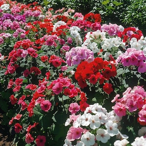 Semi di fiori di geranio dai colori vivaci, facili da coltivare, fiori annuali o perenni per vasi, bordure, cesti appesi, giardino impollinatore